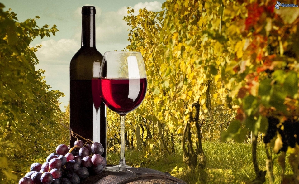 VINIFICAZIONE